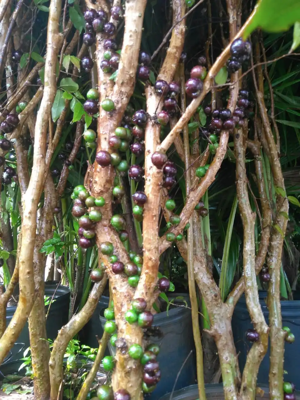 Jabuticaba