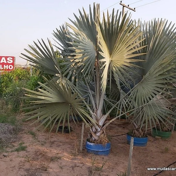 Palmeira azul - bismarckia